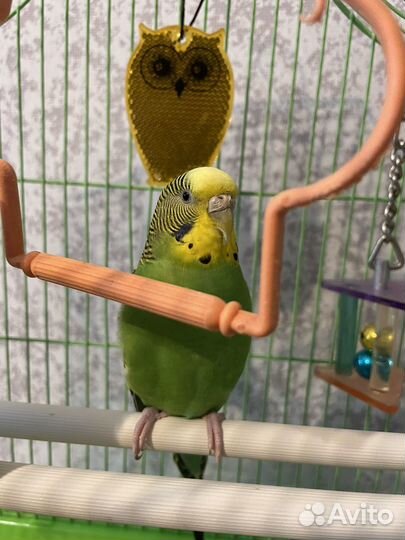 Волнистый попугай самка