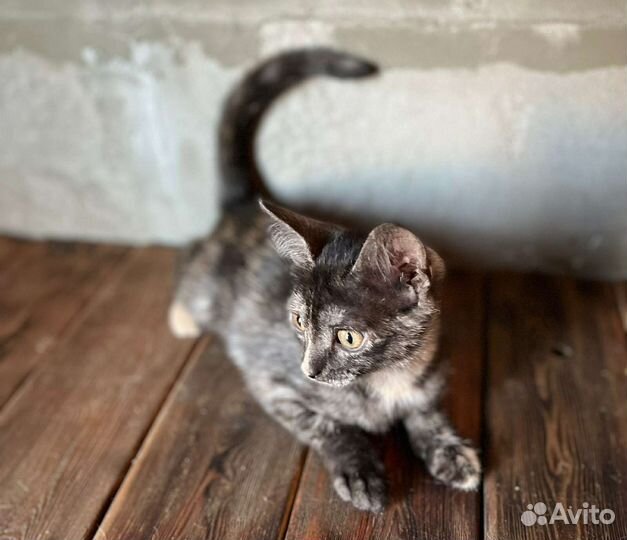 Котята в добрые руки бесплатно