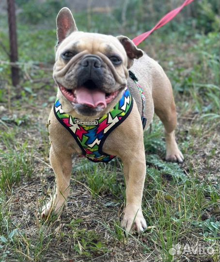 Французский бульдог калипсо