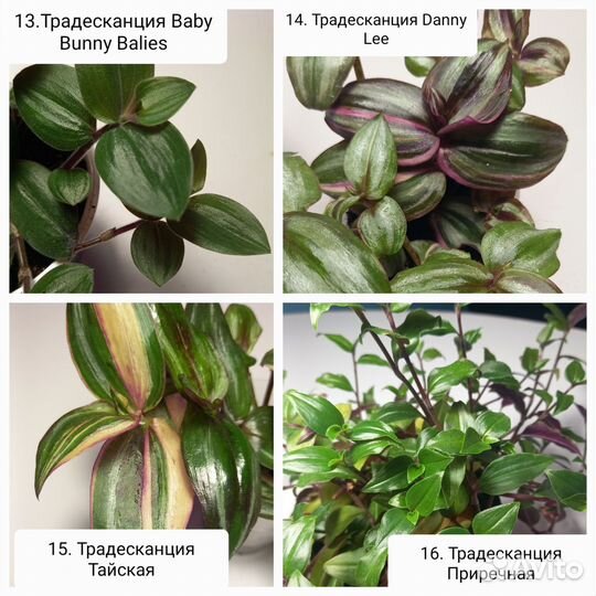 Традесканции, Каллизии