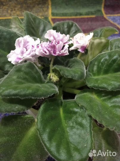 Фиалка в горшках