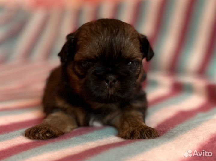 Щенки ши-тцу