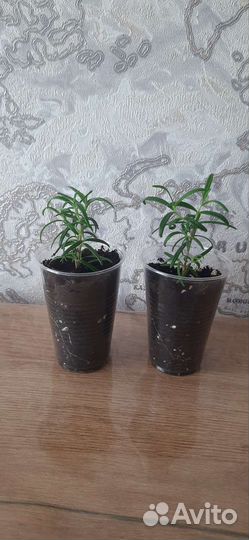 Розмарин рассада