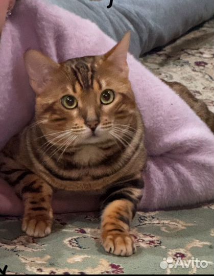 Бенгальский кот