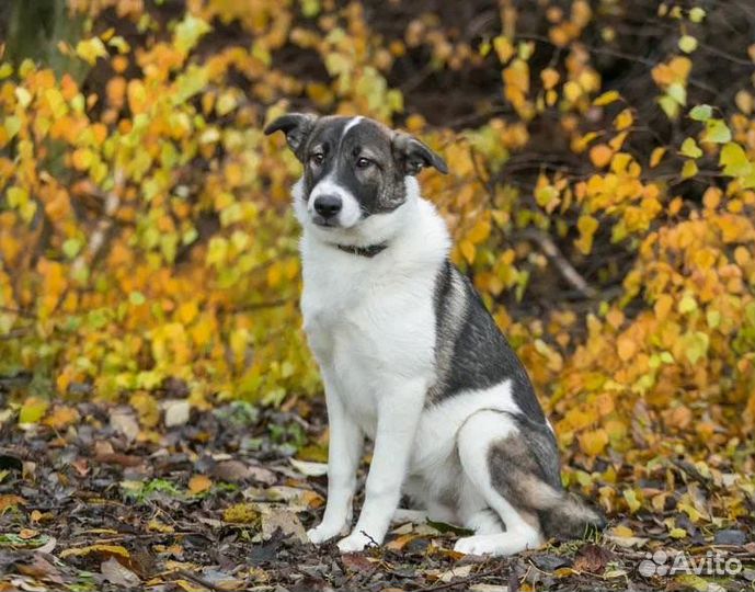 Собака в добрые руки