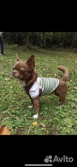 Вязка кобель чихуахуа