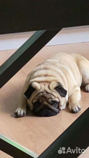 Мопсик вязка