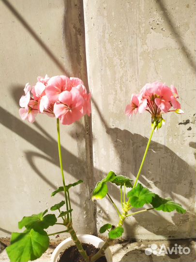 Панданус, Рео, Пеларгония