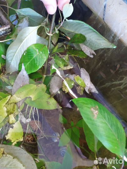 Водоросли для аквариума