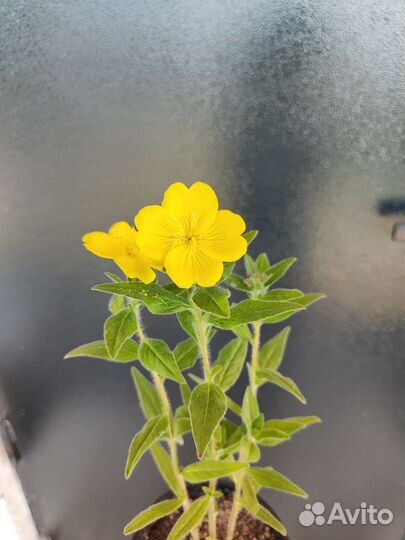 Уличные растения