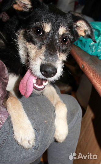 Собачка метис небольшая