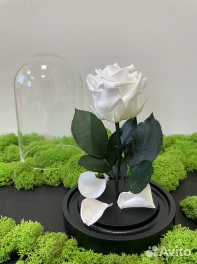 Роза в колбе
