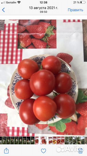 Рассада помидор и перцев