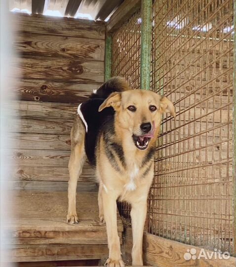 Собака в добрые руки, Шелли