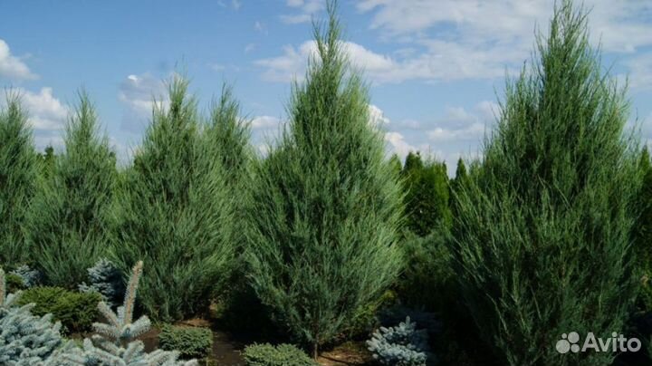 Можжевельник скальный Скайрокет