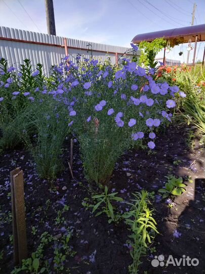 Лен многолетний