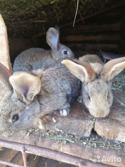 Крольчата