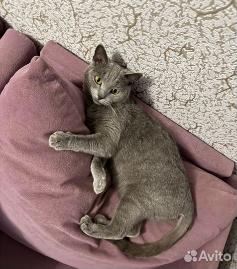 Кошка