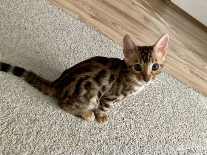 Бенгальские котята