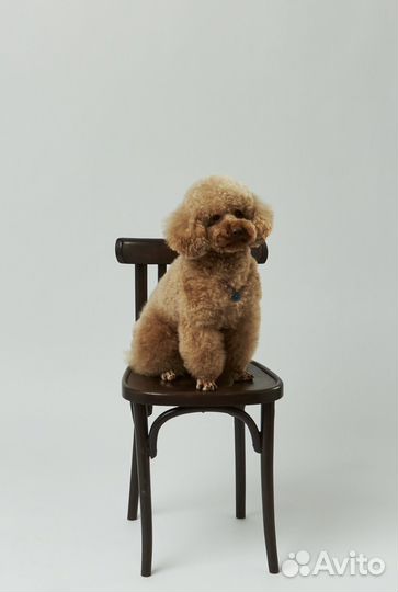 Малый пудель вязка