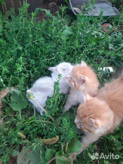 Кошки в добрые руки бесплатно