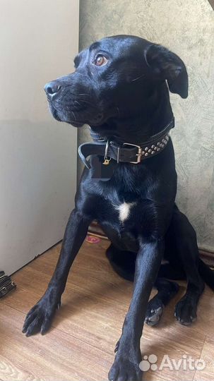 Молодой питбуль в добрые руки