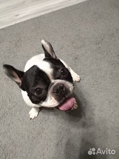 Передержка и выгул домашних собак