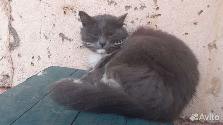 Помогите котику