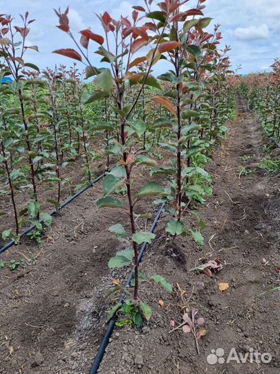 Яблоня Ред Кети