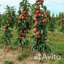 Саженцы колоновидных деревьев