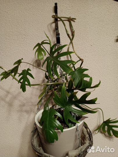 Филодендрон