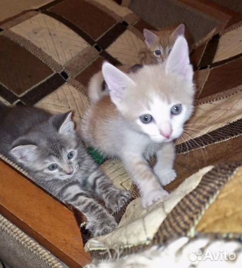 Отдам в добрые руки