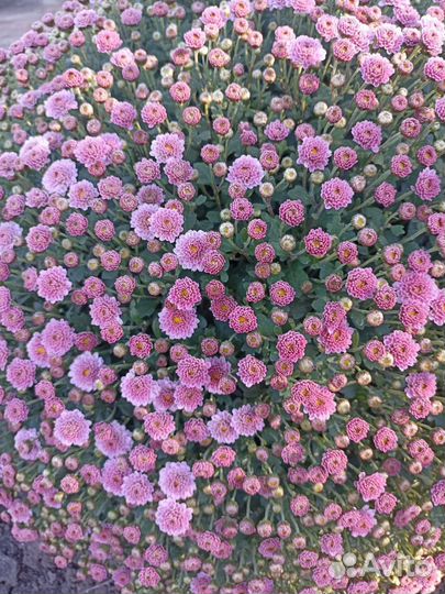 Хризантема шаровидная мультифлора