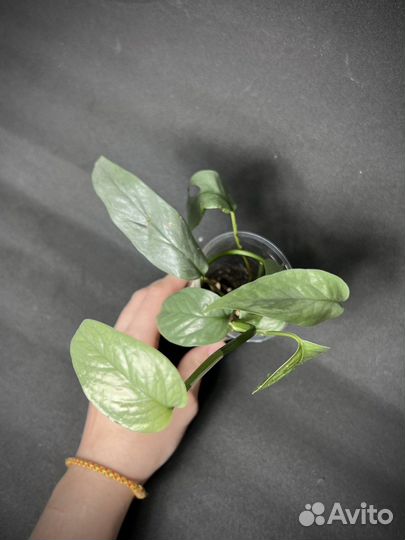 Эпипремнум себу блю