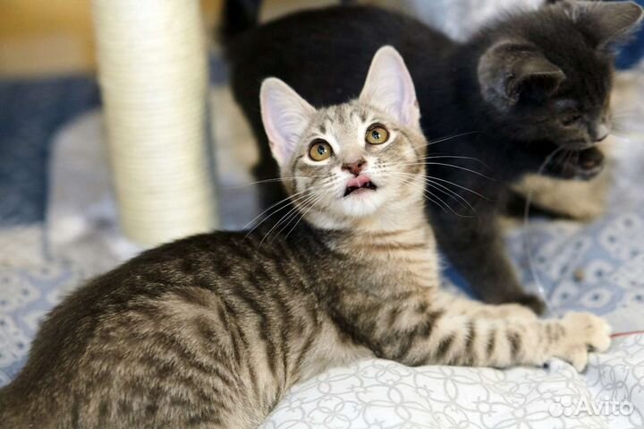 Котенок Соня ищет мампап