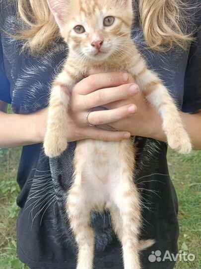 Кошки в добрые руки бесплатно