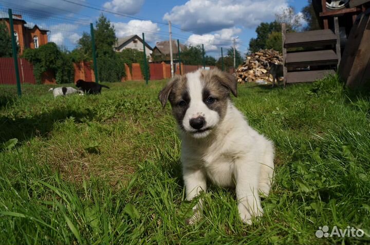 Щенок мальчик в добрые руки