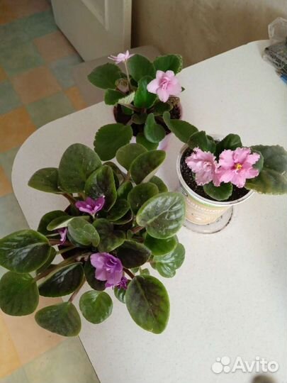 Фиалочки цветущие молодые