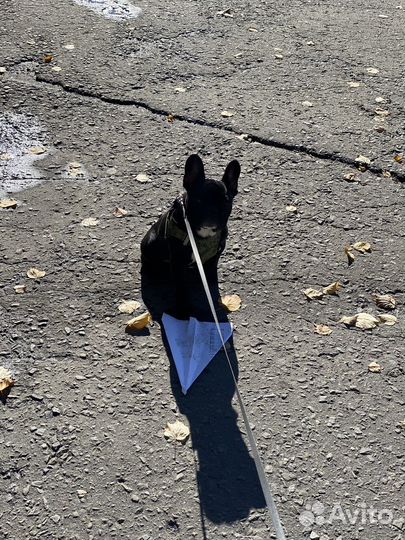 Вязка французский бульдог мальчик