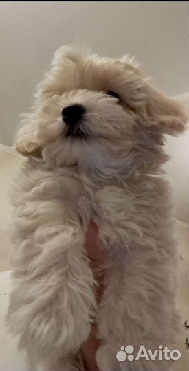 Щенки мальтипу f1