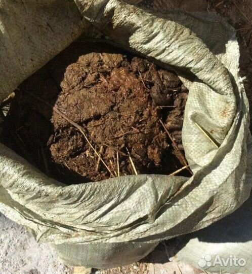 Навоз коровий