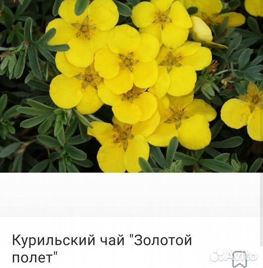 Саженцы Курильский чай Лапчатка