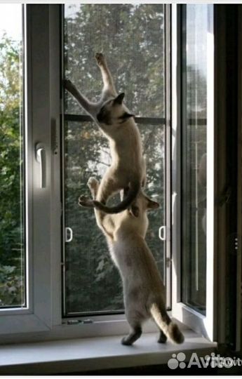 Антикошка сетка на окно