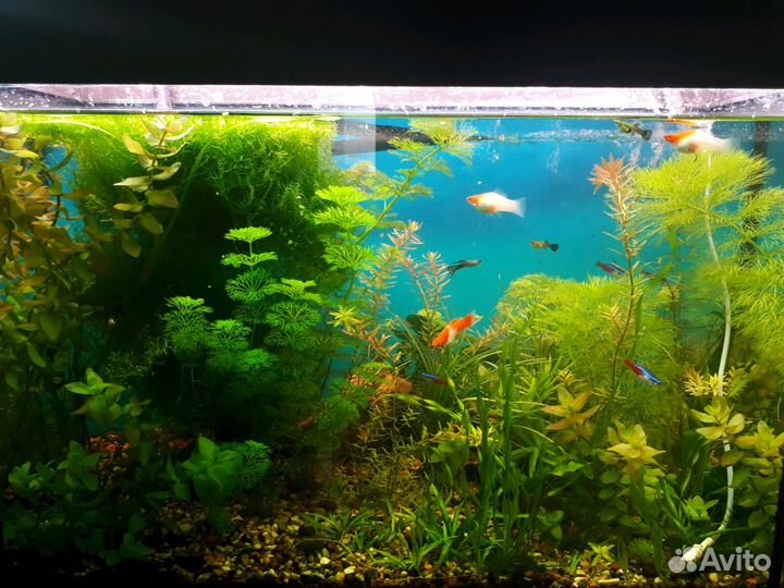 Аквариумист, уход за аквариумами