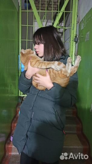 Кировский район, котик ищет дом