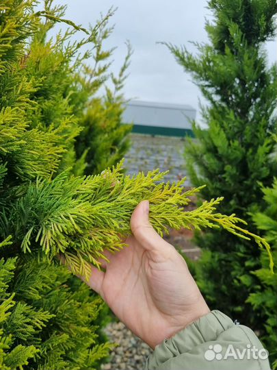 Купресоципарис Лейланда Голд Райдер