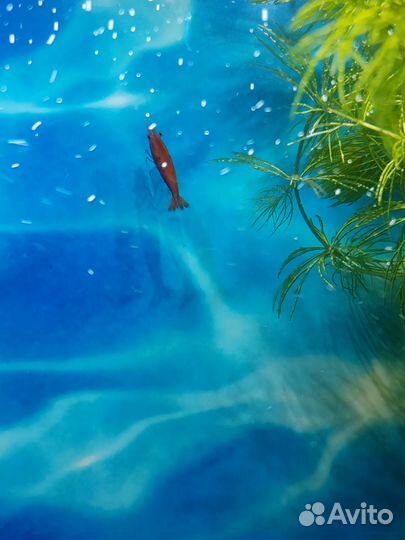 Аквариум с рыбками