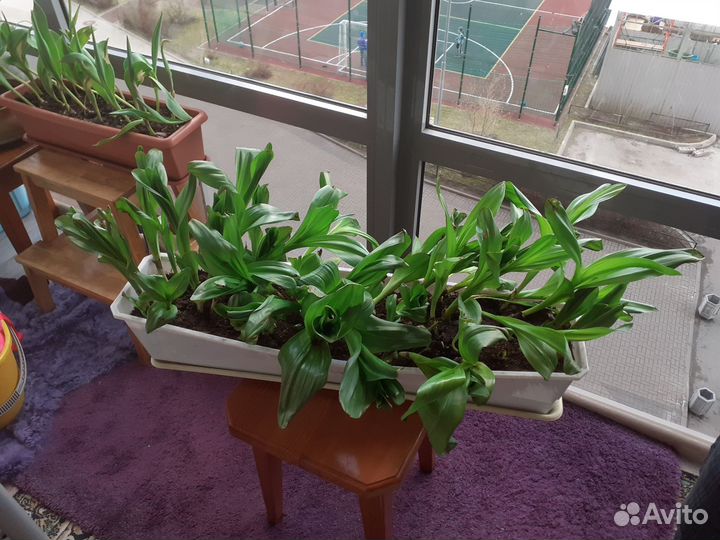Цветы комнатные/уличные: Сансивиерия,Безвременник