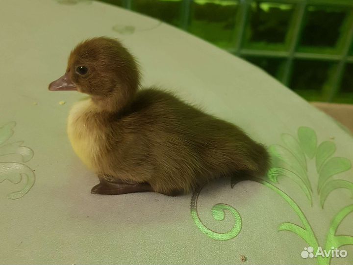 Утята крупных пород