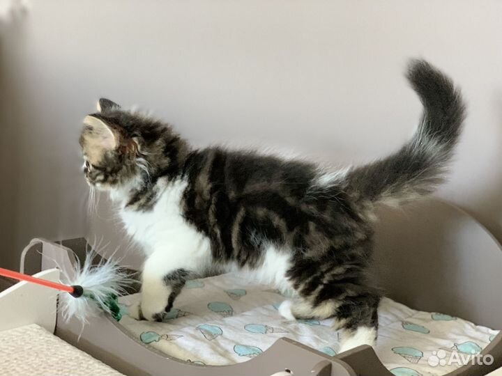 Мальчик-зайчик